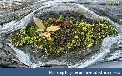 Found this beautiful mini forest in an old log