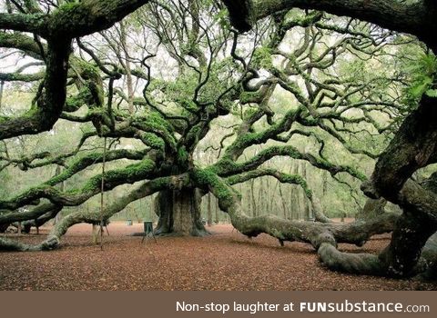 The branches of this tree