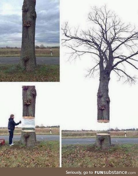 An artist wraps a white sheet around a trunk and paints it in colours of the surroundings