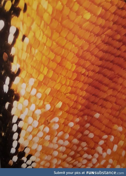 Close up macro shot of a butterfly wing