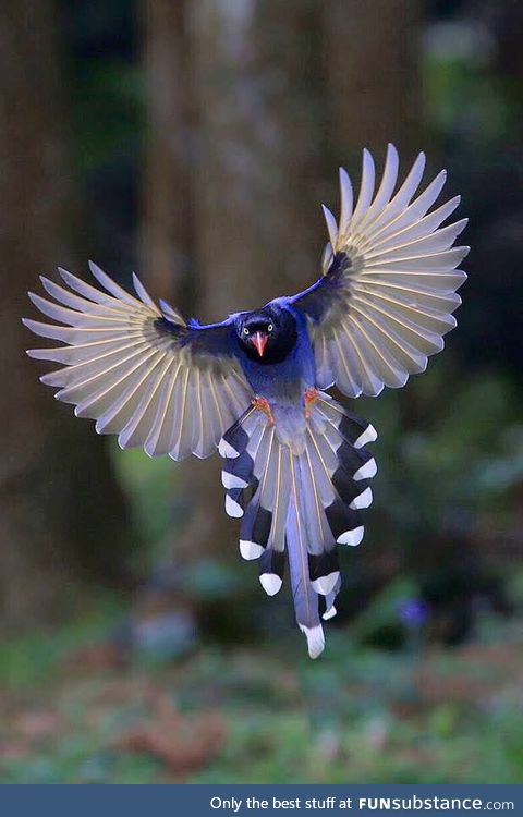 Taiwan blue magpie