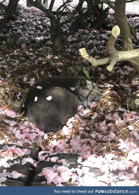 A kitty sleeps peacefully surrounded by petals