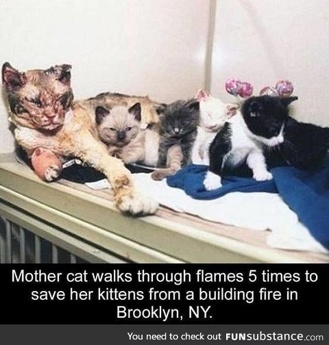 Mothers saving their children