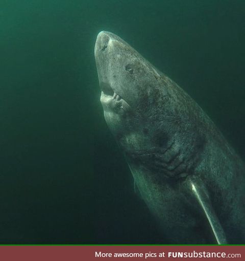 This Greenland shark is over 300 years old