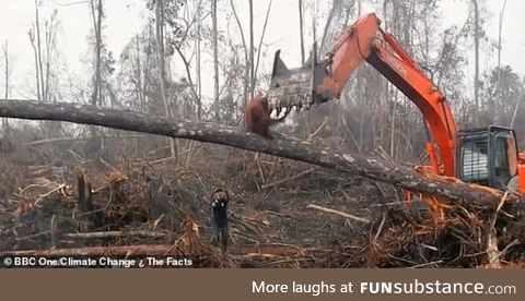 Orangutan desperately fighting a machine that's destroying it's habitat