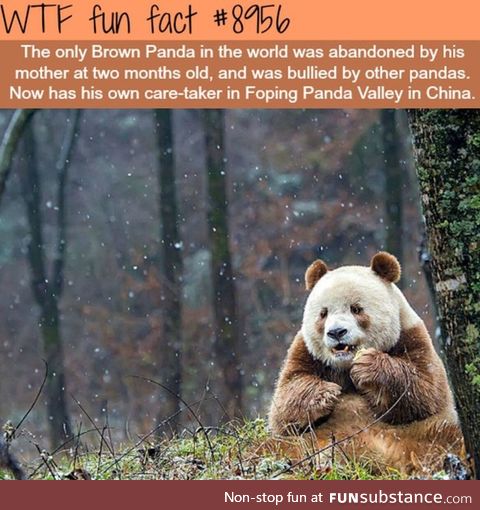 The lonly brown panda