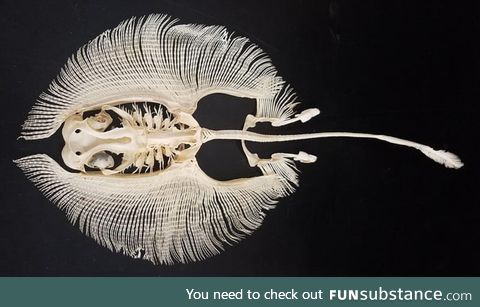 The skeleton of a stingray