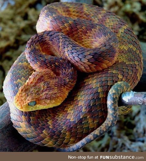 Atheris Squamigeria is a beautiful danger noodle