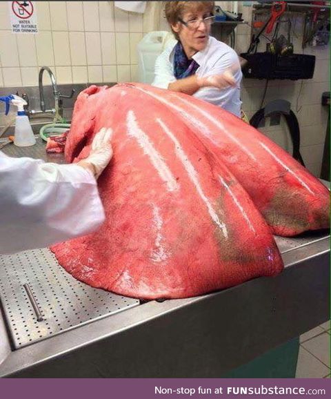 Fully inflated horse lungs