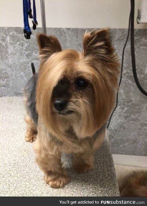 This dog showed up to PetSmart and asked to speak to the manager