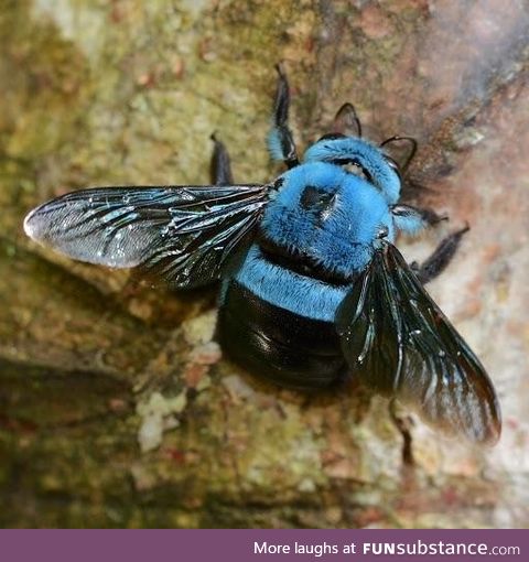 Not all bees are yellow. This is a blue carpenter bee