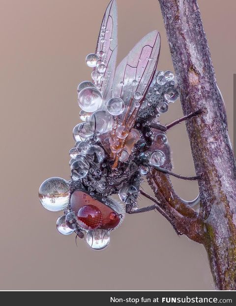 Fly sleeping on plant as water condenses on it