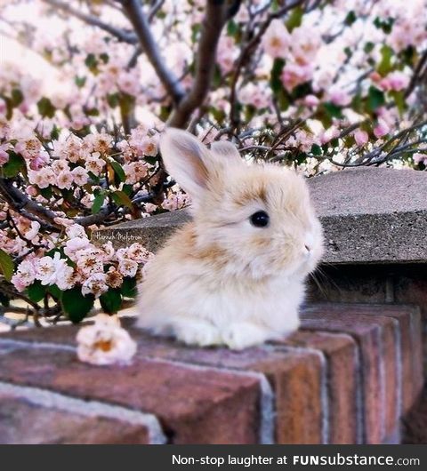 Fluffy small Bunny