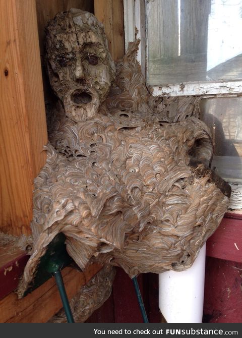 Hornets nest that formed around the face of a wooden statue that was left in a shed