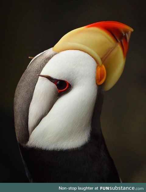 Horned puffin