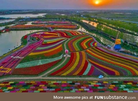 Beautiful tulip fields in Holland