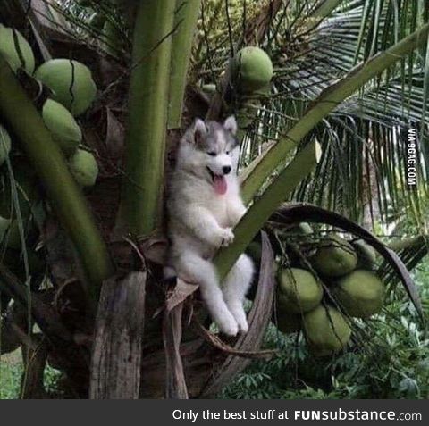 If you’re feeling sad here’s a husky on a tree