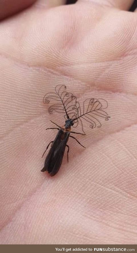 Antennae of the glowworm beetle