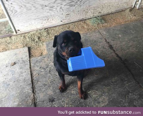 Good boy helps me feed horses