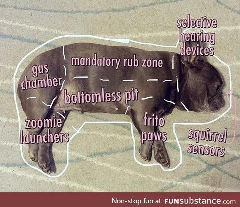 Anatomy of a French Bulldog