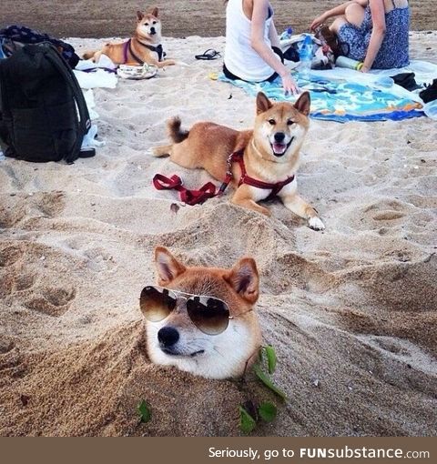 Such cool. Very relax. Much sand