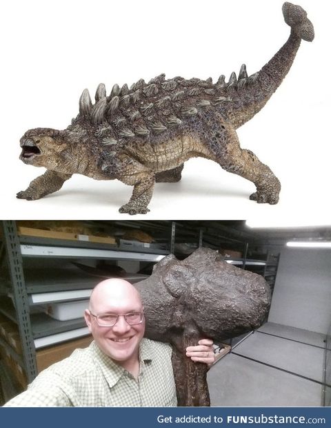 The clubbed tail of an Ankylosaurus IRL