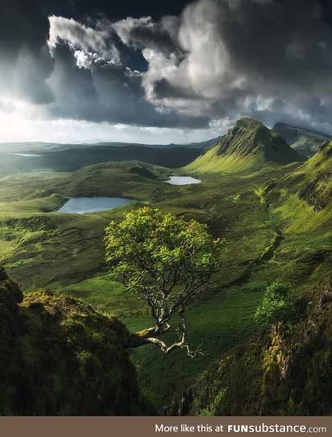 This tree growing from the side of a cliff on the Isle of Skye