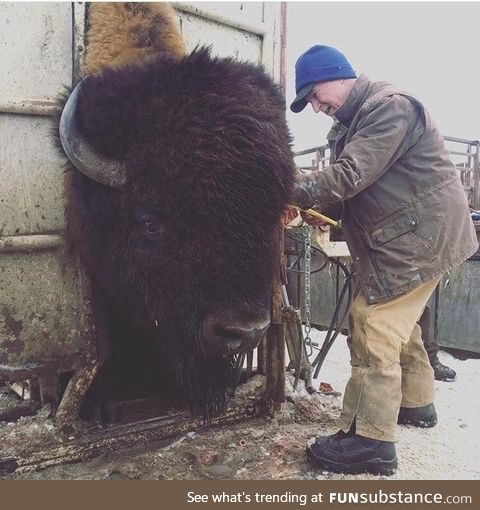 Big boy getting check by vet