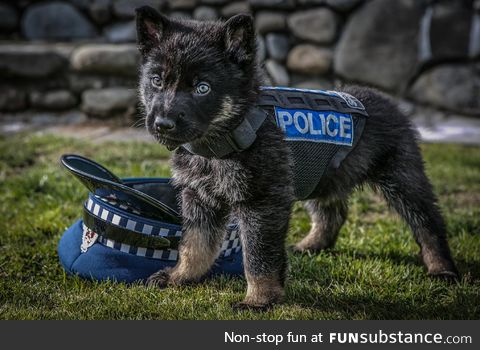 The newest recruit in the New Zealand Police force