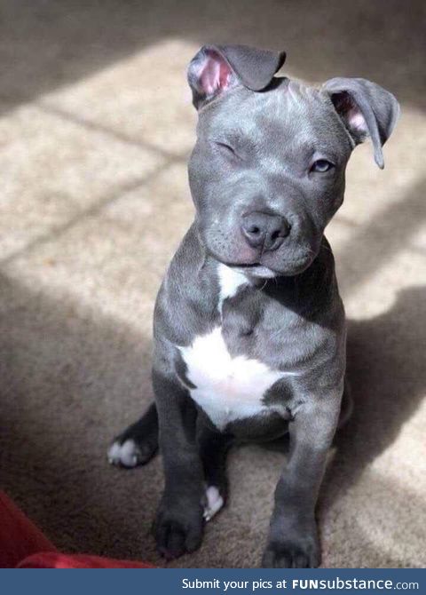 Photogenic good boy even in the sun!