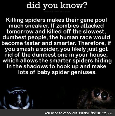 Spiders