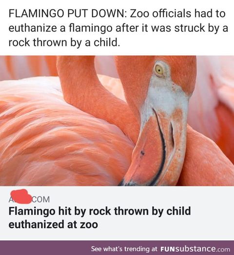 Stupid parents let their kid throw rocks at flamingos