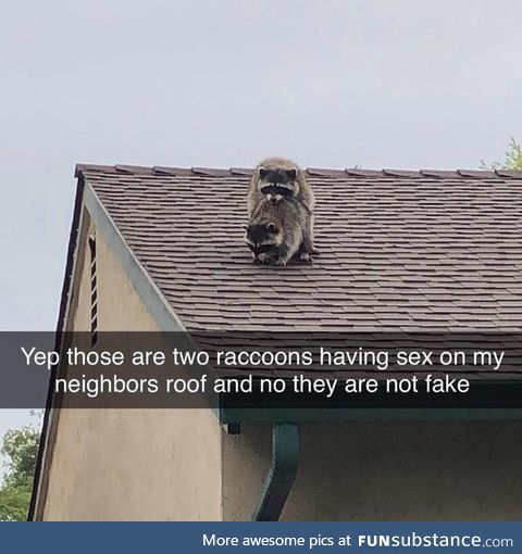 Trashy pandas f**king on the roof