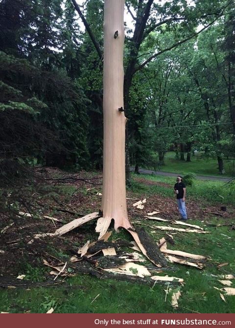 A lightning strike blew all the bark off. Very very frightening