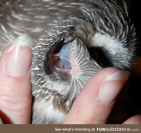 An owl’s eye is visible through their ear