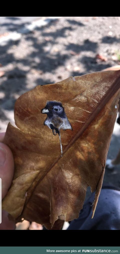 This bird pooped a portrait of itself