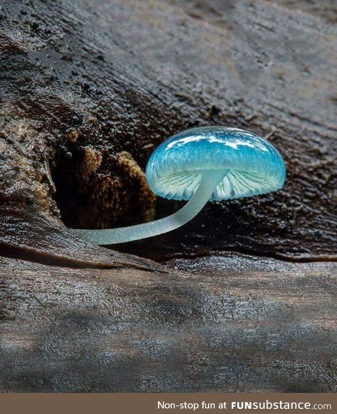 This beautiful, other worldly mushroom