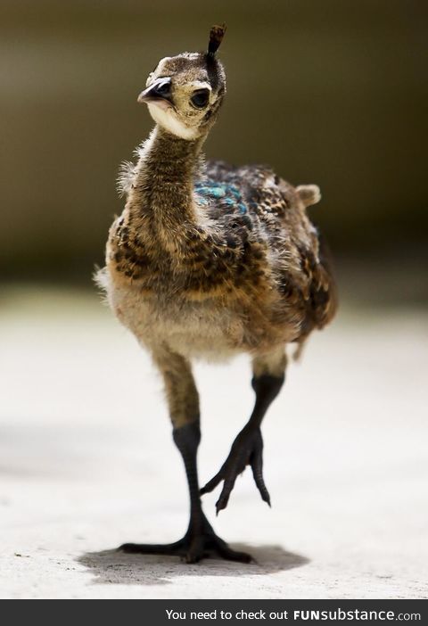 Baby peacock getting ready to bloom