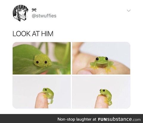 Lil cute frog