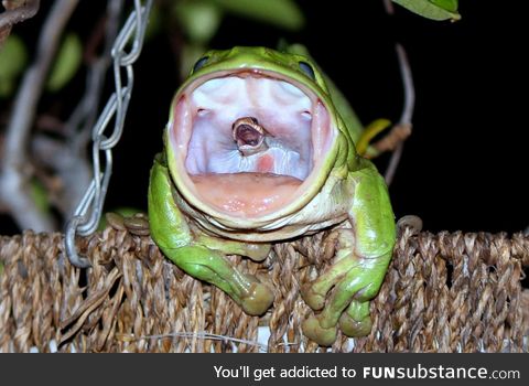 That is a snake scrambling to escape. The snake lost.