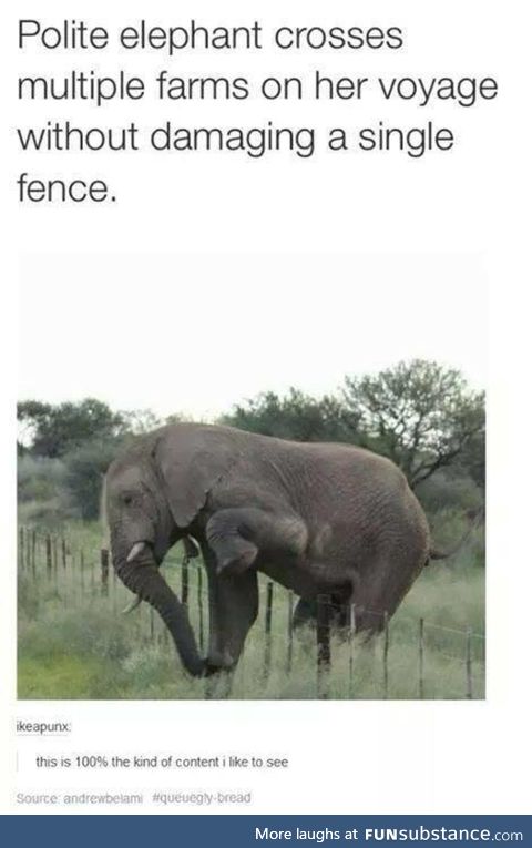 Casually polite elephant