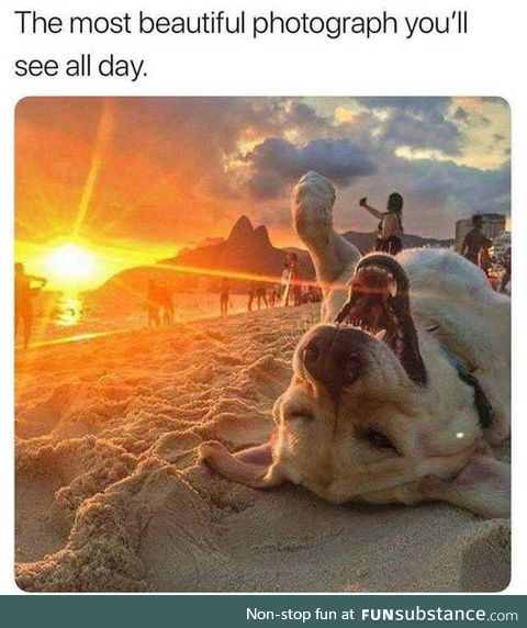 Sun doggo