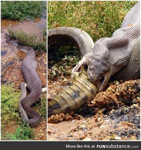 An Olive Python devours a crocodile in Australia