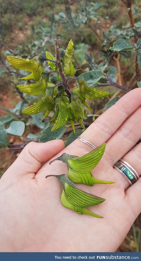 Check out these flowers that look like tiny hummingbirds!