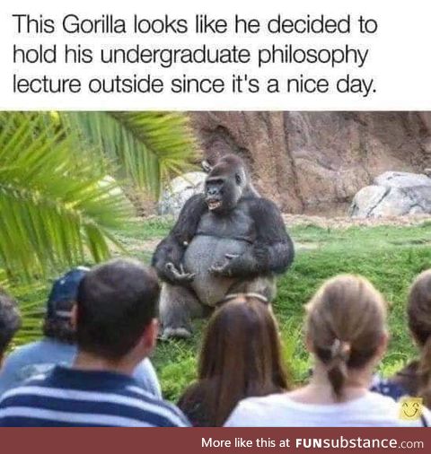 Gorilla does a funny human gesture