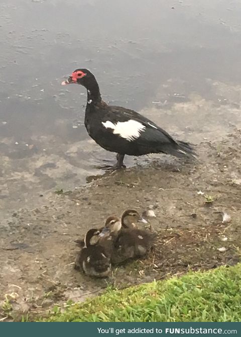 Mamá and baby ducks during fire works. Happy Fourth of July.