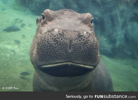 This is Fiona. Her tank in the Cincinnati Zoo is filled with 100% rain water. This has