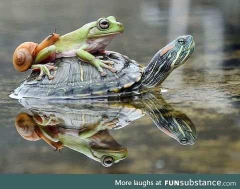 A snail, frog and a turtle walk into a bar