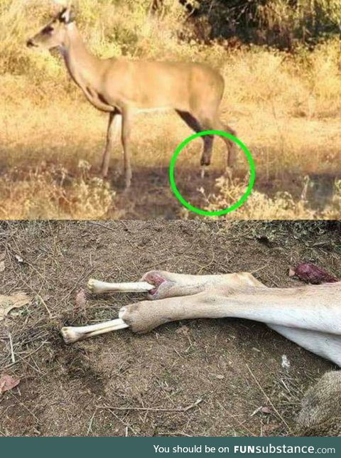 Deer lost it's back hooves and was walking around on bone