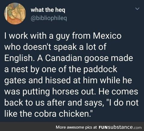 Cobra chicken